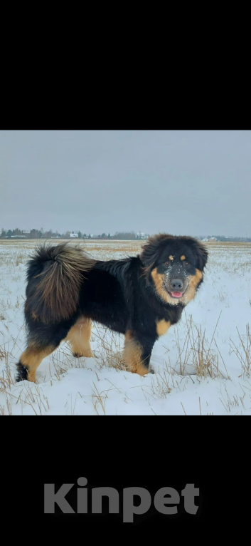 Собаки в других городах Московской области: Щенок банхара Девочка, 60 000 руб. - фото 2