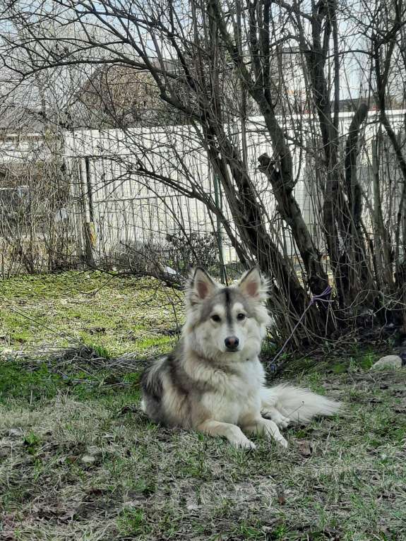 Собаки в Истре: Отдам лайку Мальчик, 1 руб. - фото 3