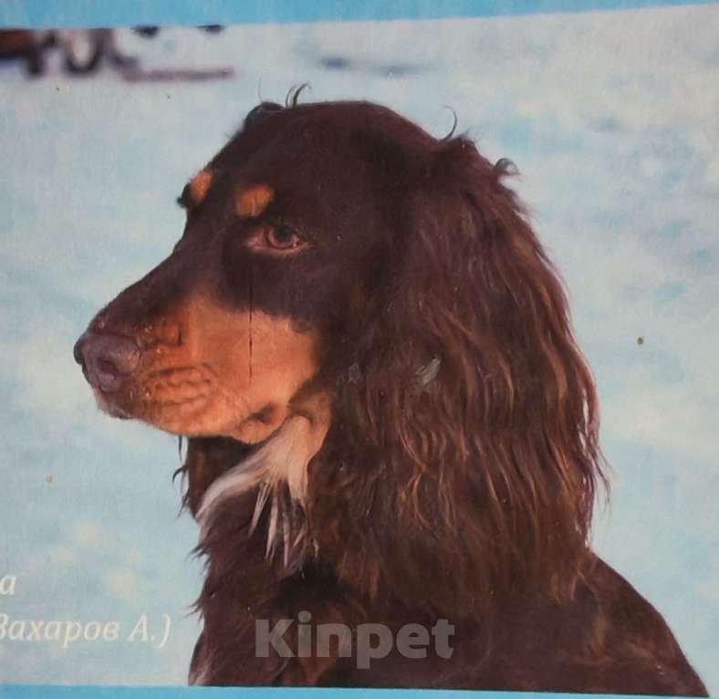 Собаки в Санкт-Петербурге: Чистокровные щенки Русского охотничьего спаниеля с родословной. Мальчик, 45 000 руб. - фото 8