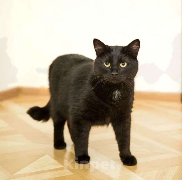 Кошки в Москве: Брюс Мальчик, Бесплатно - фото 3