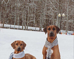 Собаки в Нижнем Новгороде:  Щенки Родезийского ритчбека  Девочка, 25 000 руб. - фото 8