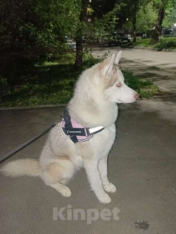 Собаки в Челябинске: продам щенка  Девочка, 5 000 руб. - фото 2