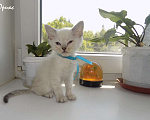 Кошки в Москве: Шотландский прямоухий короткошёрстный котёнок Мальчик, 15 000 руб. - фото 7