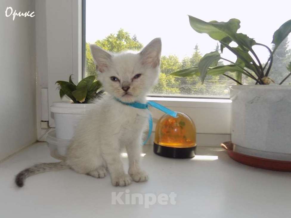 Кошки в Москве: Шотландский прямоухий короткошёрстный котёнок Мальчик, 15 000 руб. - фото 7