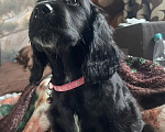 Собаки в Воронеже: Щенок Девочка Английский кокер спаниель Девочка, 15 000 руб. - фото 7