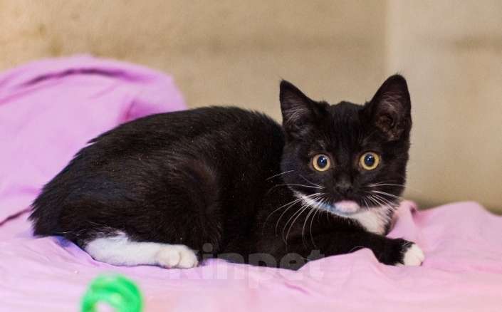 Кошки в Москве: Очаровательные маркизные котята в добрые руки Девочка, 1 руб. - фото 3
