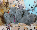 Кошки в Москве: Чистокровные голубые британцы Девочка, 60 000 руб. - фото 2