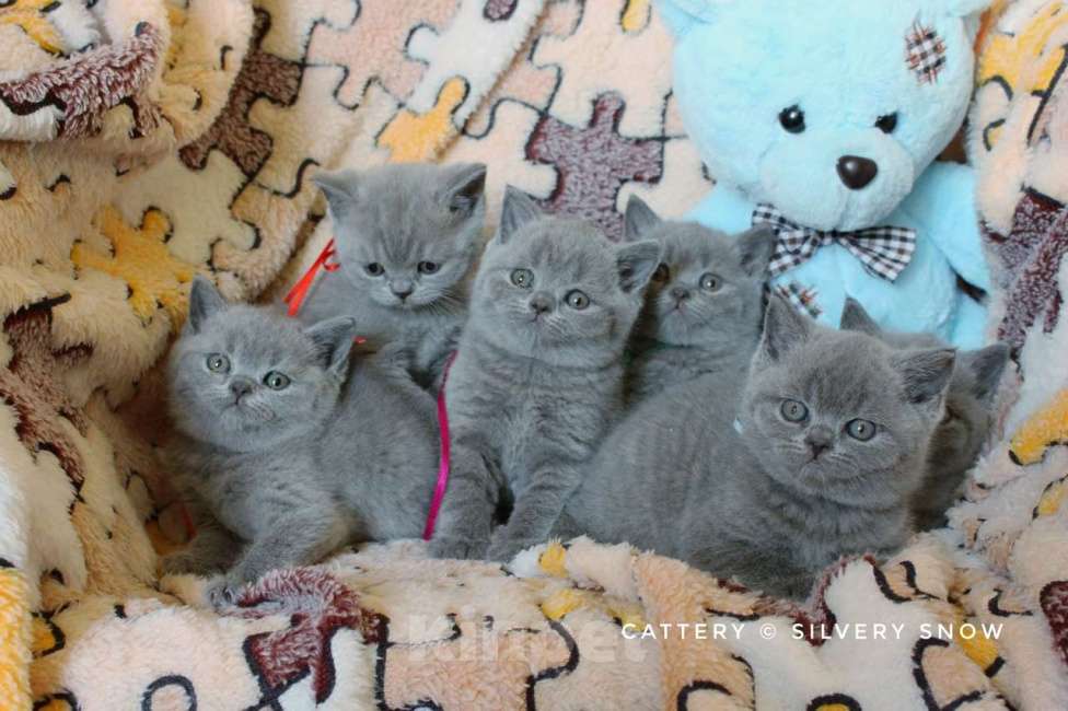 Кошки в Москве: Чистокровные голубые британцы Мальчик, 100 000 руб. - фото 2