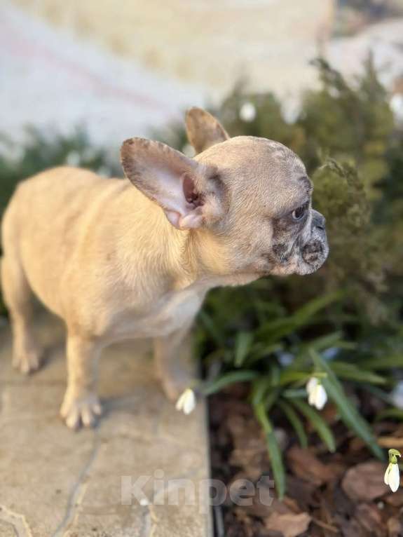 Собаки в Севастополе: Щенок французского бульдога Девочка, 50 000 руб. - фото 1