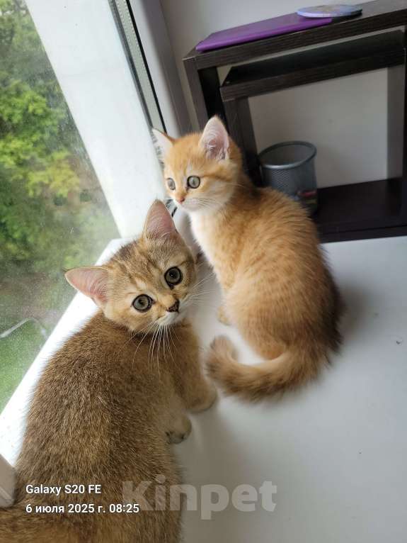 Кошки в Москве: NY 12 Мальчик, 15 000 руб. - фото 2