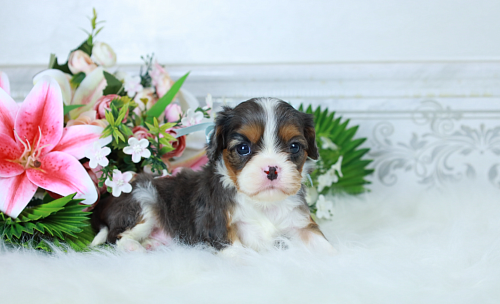 🐾 Доступен для бронирования малыш кавалер кинг чарльз спаниеля — уникальный мраморный окрас!🐾