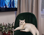 Кошки в других городах Ленинградской области: Продам котят Разнополые, 25 000 руб. - фото 7