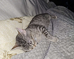 Кошки в Санкт-Петербурге: Котенок Люмия Люми Девочка, Бесплатно - фото 9