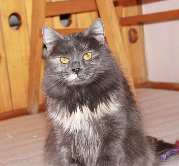 Шалунья Гретта