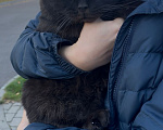 Кошки в Москве: Котик Люцик ищет дом! Мальчик, Бесплатно - фото 8