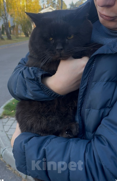 Кошки в Москве: Котик Люцик ищет дом! Мальчик, Бесплатно - фото 8