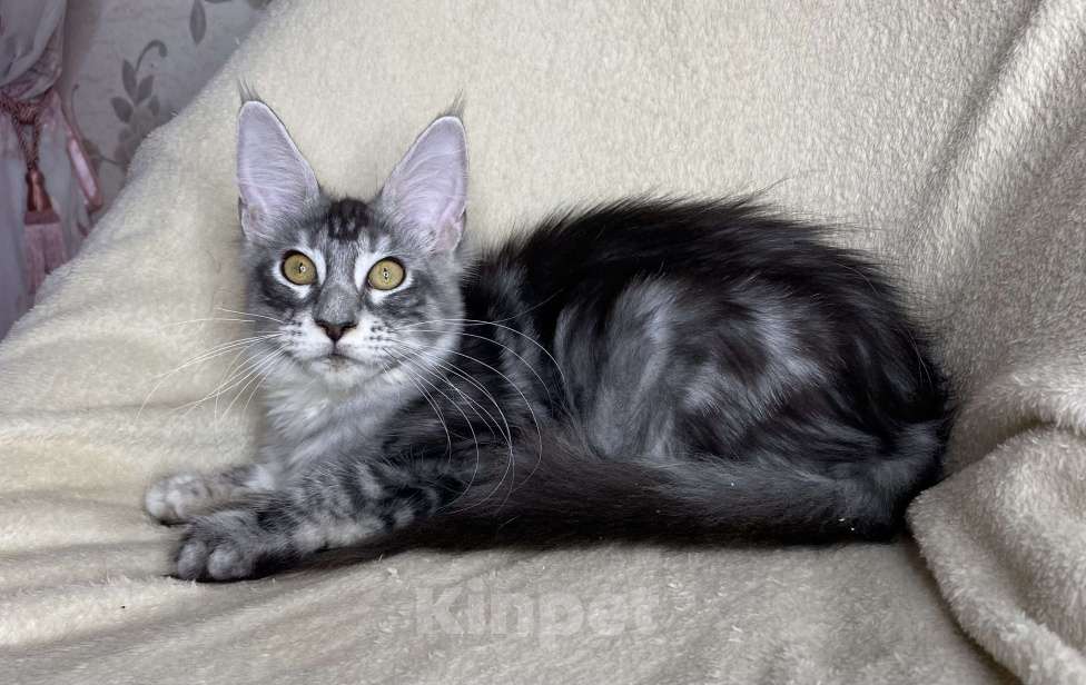 Кошки в Дмитрове: Черная серебристая мраморная девочка мейн кун Roberta Девочка, 30 000 руб. - фото 1