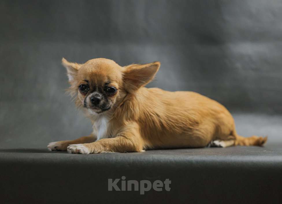 Собаки в Новосибирске: Щенки Чихуахуа  Девочка, 130 000 руб. - фото 4