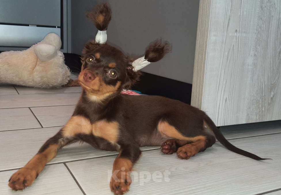 Собаки в Новосибирске: Девочка Ундомиэль Девочка, 71 000 руб. - фото 2