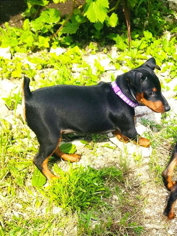 Собаки в Геленджике: Щенки цвергпинчера Мальчик, 50 000 руб. - фото 3