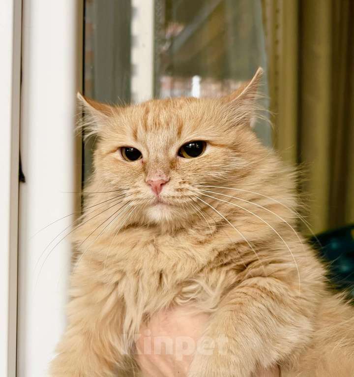 Кошки в Москве: Рыжая солнечная кошечка Мандаринка в добрые руки Девочка, Бесплатно - фото 7