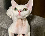 Кошки в Казани: Девон-рекс кошка Девочка, 50 000 руб. - фото 4