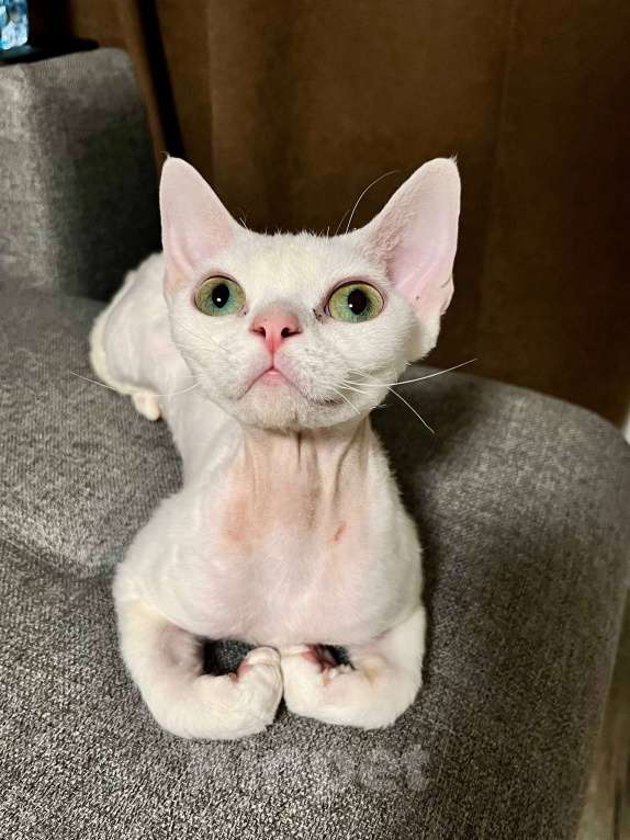 Кошки в Казани: Девон-рекс кошка Девочка, 50 000 руб. - фото 4