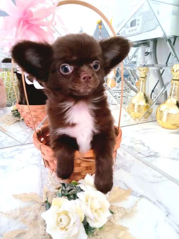 Собаки в Москве: Щенки чихуа Мальчик, 15 000 руб. - фото 2