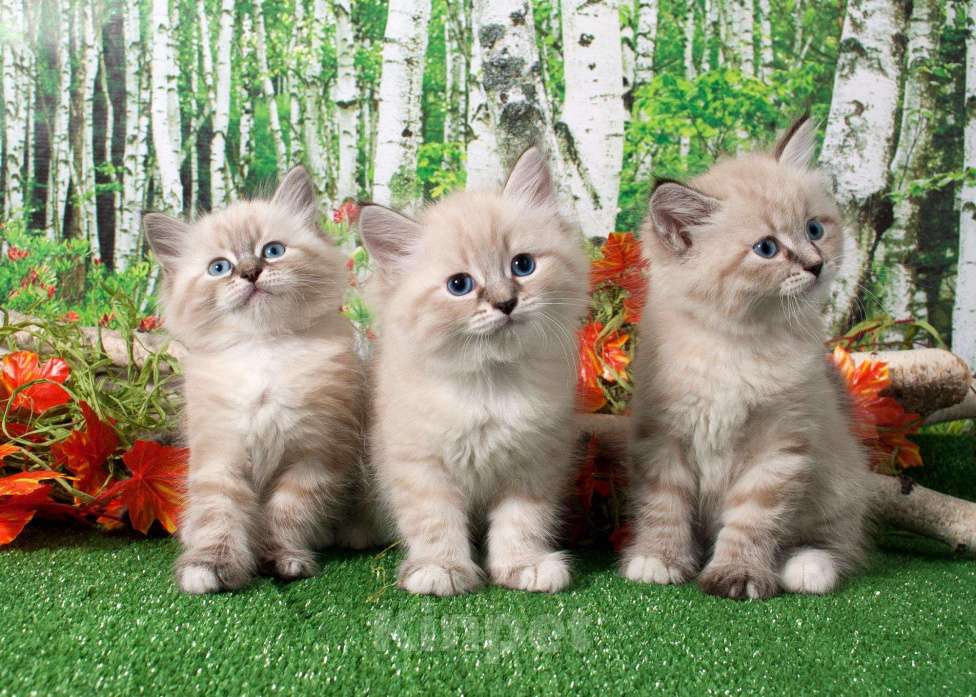Кошки в Астрахани: Породистые котята, 40 000 руб. - фото 1