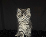 Кошки в Москве: Мейн-кун котенок Мальчик, Бесплатно - фото 5