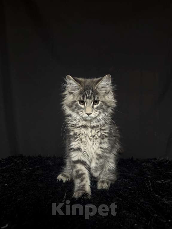 Кошки в Москве: Мейн-кун котенок Мальчик, Бесплатно - фото 5