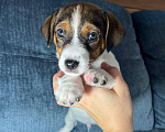 Собаки в Москве: Продается племенной  щенок джек рассел тер. 3  мес мальчик Мальчик, Бесплатно - фото 2