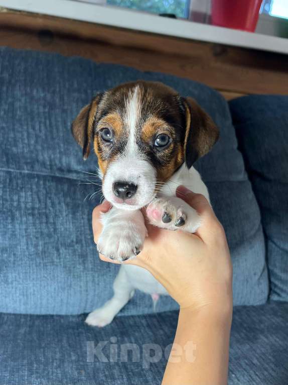 Собаки в Москве: Продается племенной  щенок джек рассел тер. 3  мес мальчик Мальчик, Бесплатно - фото 2