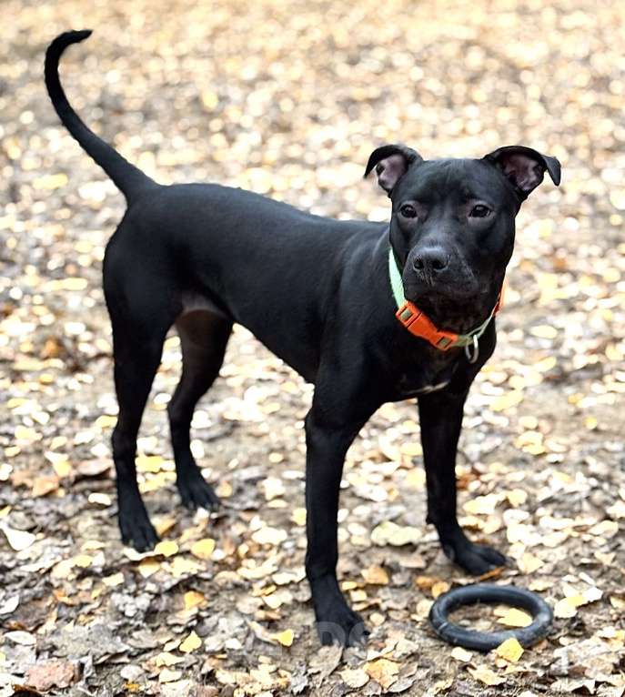 Собаки в Химках: Питбуль Джуна ищет дом Девочка, Бесплатно - фото 2