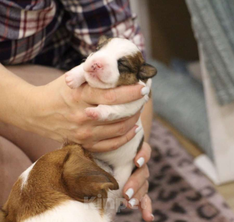 Собаки в Тамбове: Джек Рассел Щенок Девочка, 100 000 руб. - фото 4