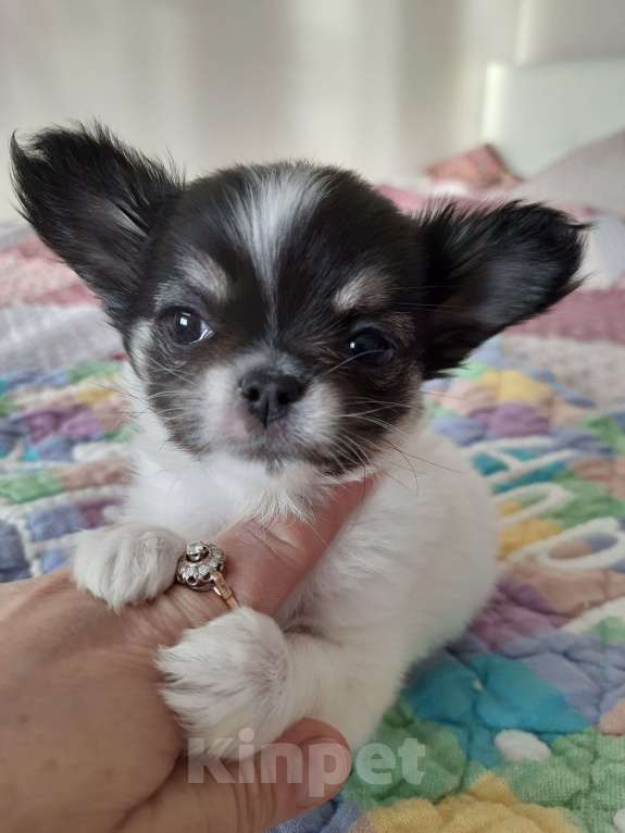 Собаки в Москве: Девочка окраса триколор Девочка, 35 000 руб. - фото 3