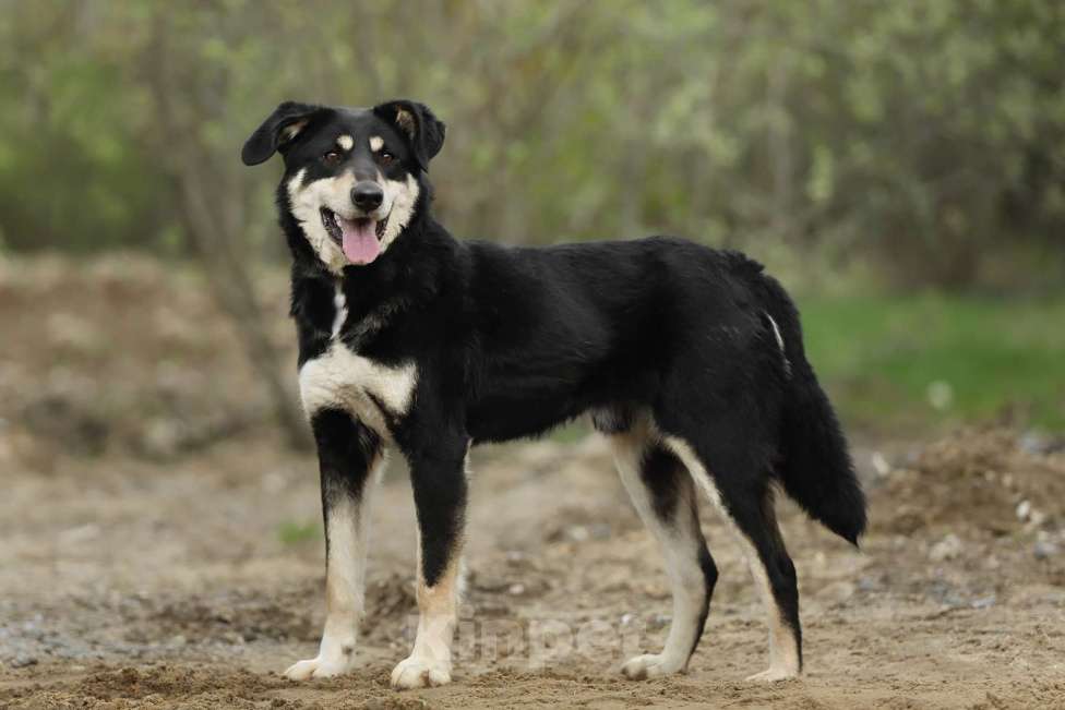 Собаки в Москве: Корсак из приюта мечтает о доме Мальчик, Бесплатно - фото 8