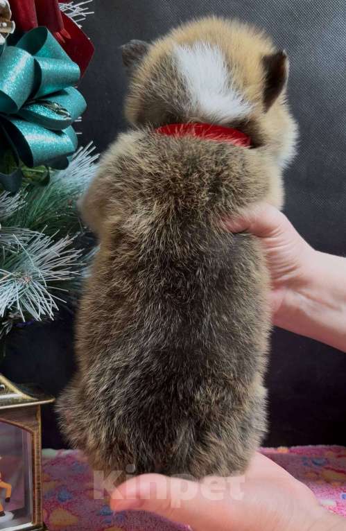 Собаки в Москве: Вельш корги пемброк очаровательный мальчик  Мальчик, 60 000 руб. - фото 4