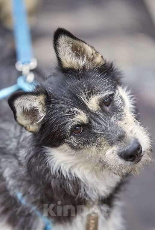 Собаки в Москве: Удивительный почтищенок Финик в добрые руки Мальчик, 1 руб. - фото 7