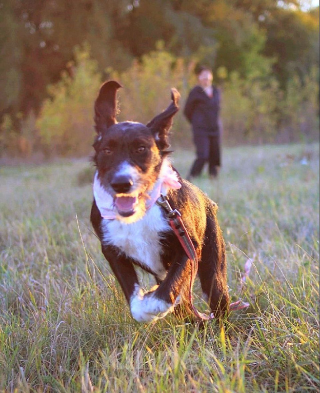 Собаки в Рязани: Зита - метис дратхаара. Девочка, Бесплатно - фото 4