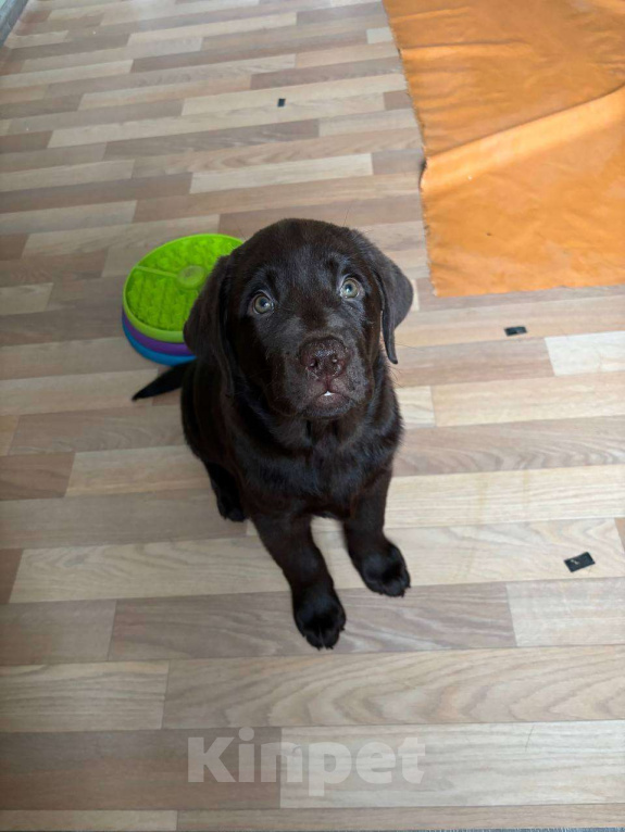Собаки в Москве: Щенки Лабрадора ретривера шоколадные Девочка, 100 000 руб. - фото 5