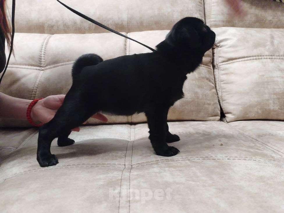 Собаки в Самаре: Щенки мопса шоу класса Девочка, 55 000 руб. - фото 3