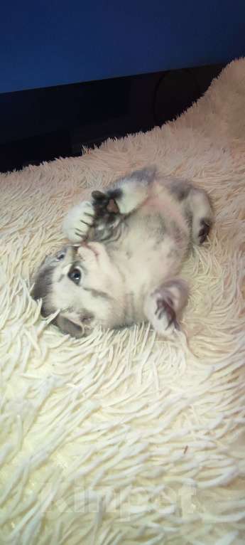 Кошки в других городах Московской области: Серебристая шиншилла скоттиш-фолд девочка Девочка, 18 000 руб. - фото 7