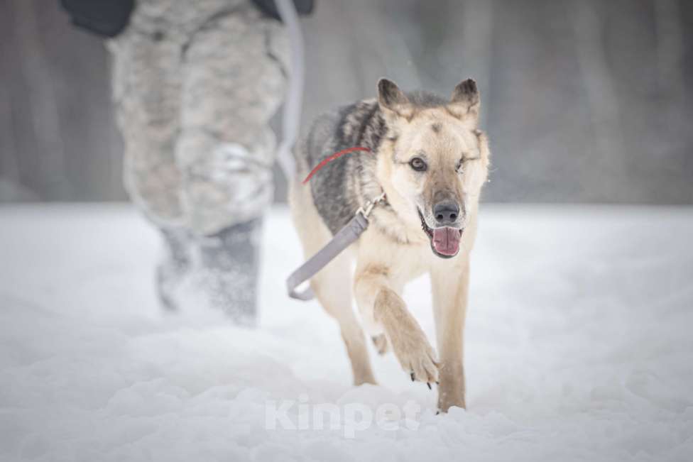 Собаки в Клине: Грей — статный пёс с нордическим характером Мальчик, Бесплатно - фото 8