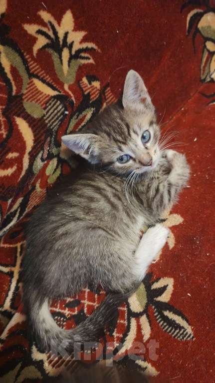 Кошки в Санкт-Петербурге: Кошка Даша и ее котята Мальчик, Бесплатно - фото 7