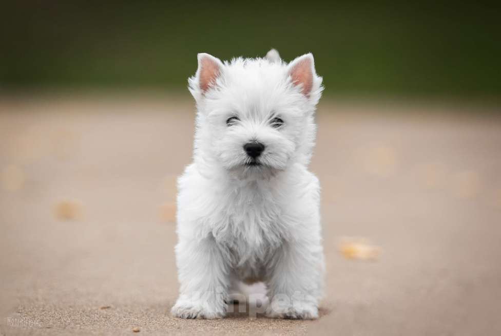 Собаки в Москве: Вест хайленд уайт терьер, щенок Мальчик, Бесплатно - фото 2
