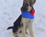 Собаки в Осташкове: Предлагаем щенков ВЕО  Девочка, 30 000 руб. - фото 1