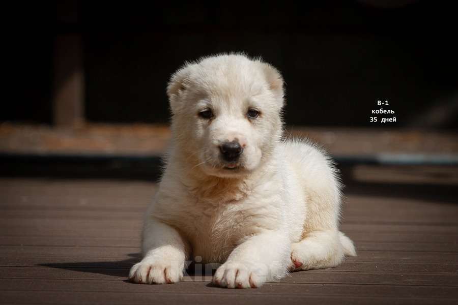 Собаки в Санкт-Петербурге: Среднеазиатская овчарка (алабай) Мальчик, 50 000 руб. - фото 1