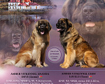 Собаки в Гатчине: породные щенки ЛЕОНБЕРГЕР Девочка, Бесплатно - фото 1