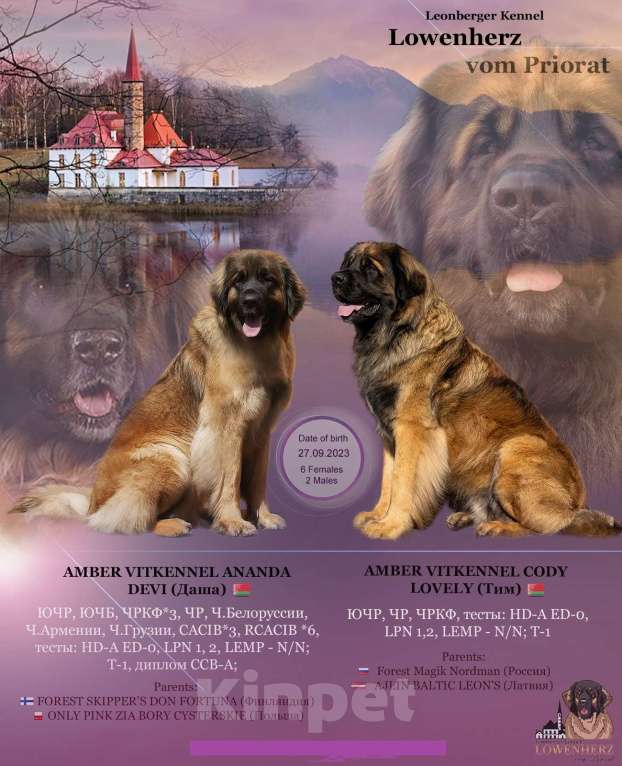 Собаки в Гатчине: породные щенки ЛЕОНБЕРГЕР Девочка, Бесплатно - фото 1